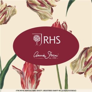 Dutch Tulips
